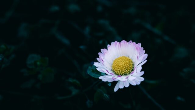 Des fleurs, o cuando una colaboración prometedora no termina de abrirse
