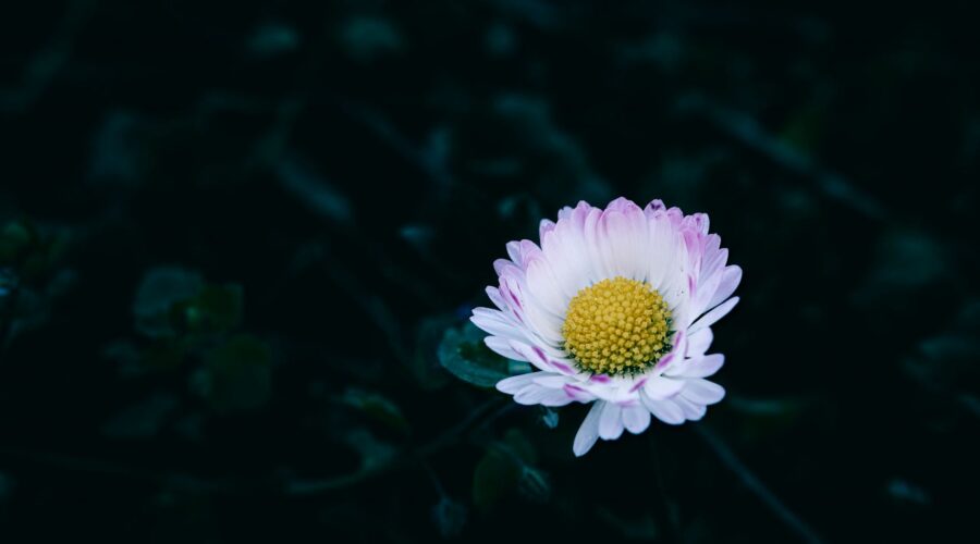 Des fleurs, o cuando una colaboración prometedora no termina de abrirse