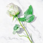 Petal, el disco en el que Ariana Grande habla de rabia con voz de seda