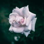‘petal’ de Ariana Grande suena bien, pero no suena a lo que prometía