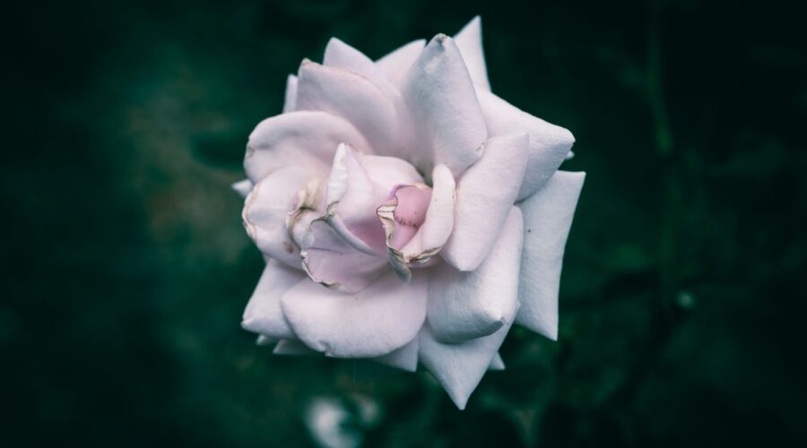 ‘petal’ de Ariana Grande suena bien, pero no suena a lo que prometía